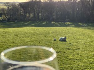 wine glass and sheep